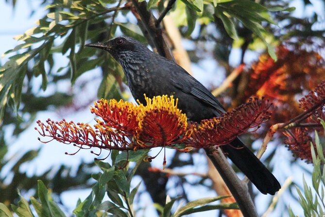 SIerra Madre Highland bird and Tuito - Getting There, Timing, And A Bumpy-Ride Reality Check