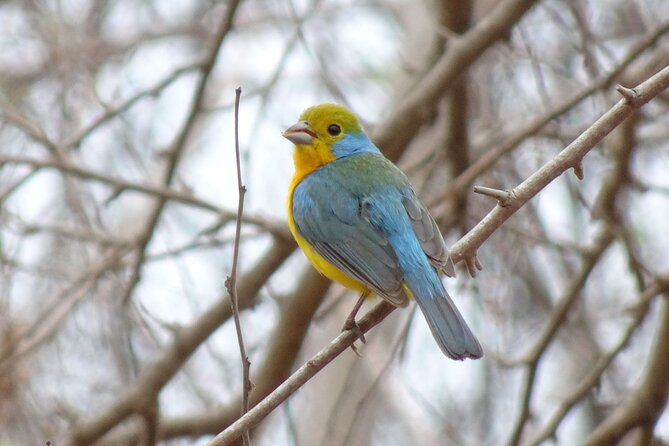 SIerra Madre Highland bird and Tuito - Los Arcos, Las Juntas, And Los Veranos Stops For Real Bird Diversity
