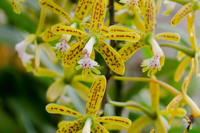 Skip the Line: Vallarta Botanical Garden Admission Ticket - Key things you should notice before you go