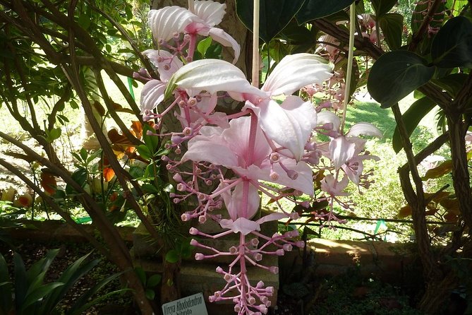 Skip the Line: Vallarta Botanical Garden Admission Ticket - Skip-the-line entry to Jardin Botanico de Vallarta (and what you actually get)