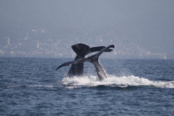 Small-Group Half-Day Whale-Watching Tour in Puerto Vallarta - Puerto Vallarta Whale Watching on a Boat That Stays Human-Sized