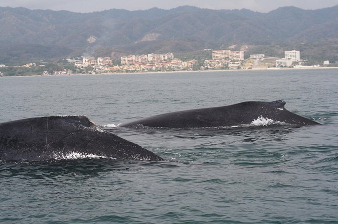 Small-Group Half-Day Whale-Watching Tour in Puerto Vallarta - The Boat Comfort Details That Make 3.5 Hours Feel Easy