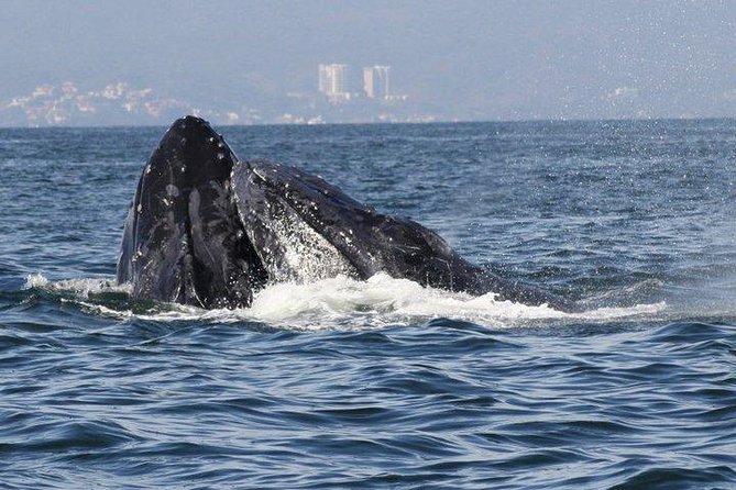Small-Group Half-Day Whale-Watching Tour in Puerto Vallarta - Price and Value: What $110 Buys You (and What It Does Not)