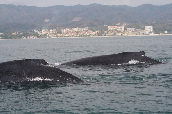 Small-Group Half-Day Whale-Watching Tour in Puerto Vallarta - Seasonal Timing: When This Tour Makes Most Sense