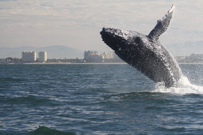 Small-Group Half-Day Whale-Watching Tour in Puerto Vallarta - Humpback Whale Spotting: The Behaviors You Learn to Look For