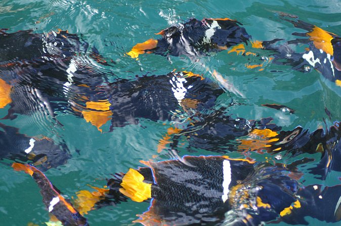 Small Group Snorkeling in Los Arcos, Puerto Vallarta - What’s included, what’s extra, and how the price pencils out