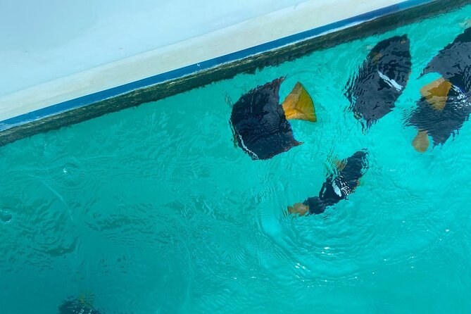 Snorkel & Playa nopalera • Small Group Tour • Punta Mita - Getting to the boat: where you start and why it matters