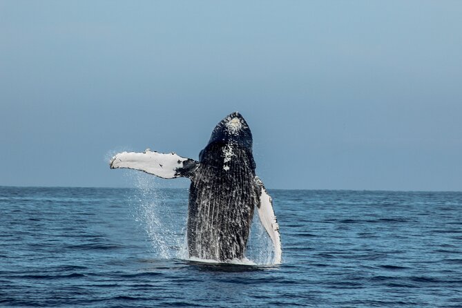 Sunsets and Whales Mega Yachts ALL INCLUSIVE: Puerto Vallarta - Who should book this whale-and-sunset yacht tour