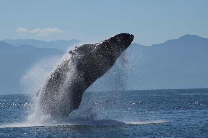 Sunsets and Whales Mega Yachts ALL INCLUSIVE: Puerto Vallarta - Stop-by-stop: how the two phases feel on the water