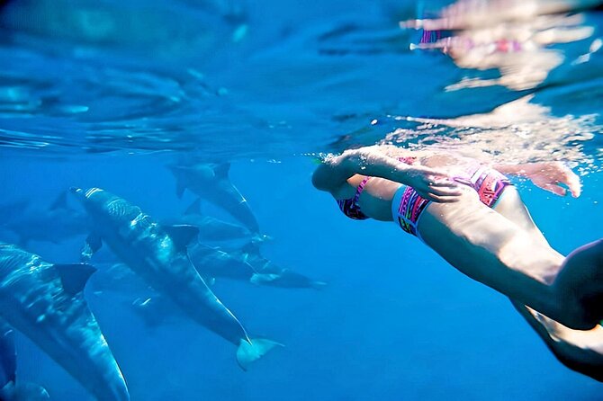 Swim and Paddle Board with Wild Dolphin Pods in Puerto Vallarta - Key Things You Should Know Before You Go