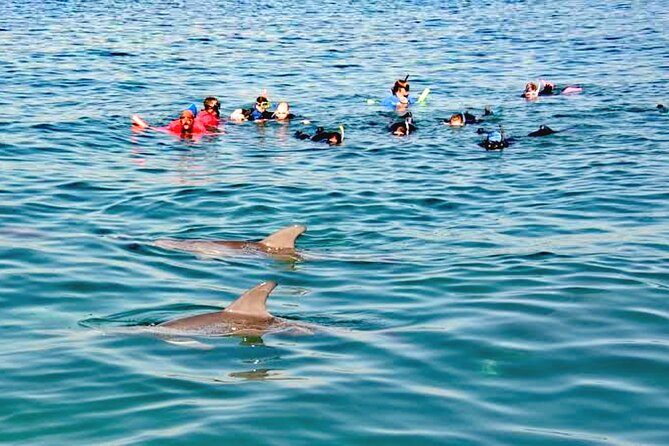 Swim and Paddle Board with Wild Dolphin Pods in Puerto Vallarta - Three Interaction Modes: Paddle Boards, Snorkeling Gear, Towable Boards