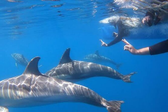 Swim and Paddle Board with Wild Dolphin Pods in Puerto Vallarta - Possible Whales, Plus the Reality of Wildlife Timing