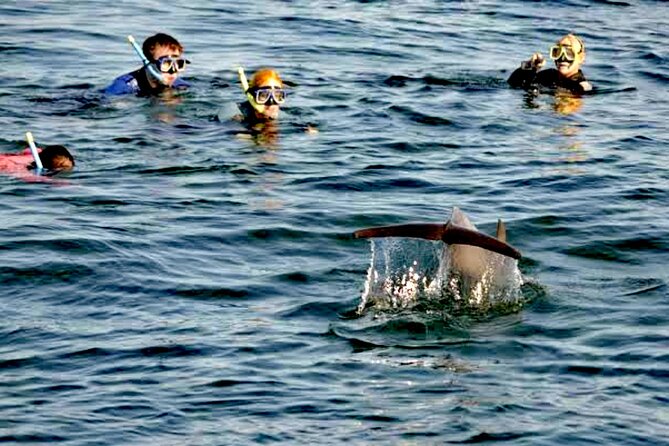 Swim and Paddle Board with Wild Dolphin Pods in Puerto Vallarta - Price and Value: What $110.59 Buys in Puerto Vallarta
