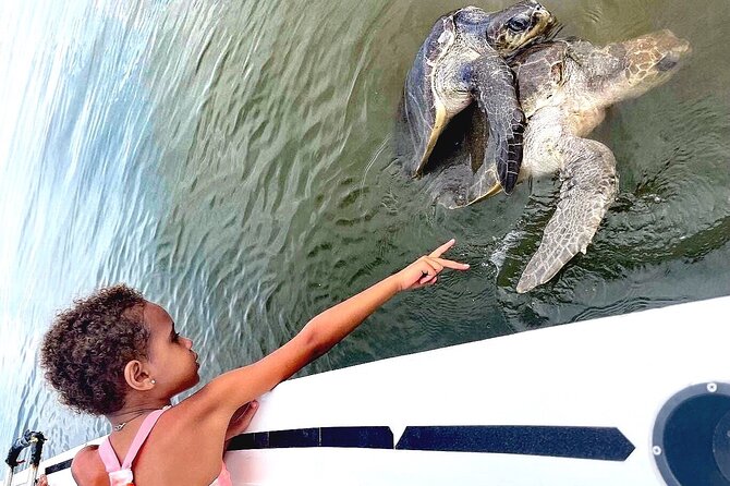 Swim and Paddle Board with Wild Dolphin Pods in Puerto Vallarta - Timing, Weather, and Your Best Shot at Active Pods