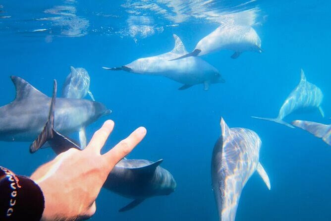 Swim and Paddle Board with Wild Dolphin Pods in Puerto Vallarta - Who This Experience Fits Best in Puerto Vallarta
