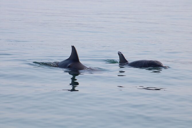 Swim and Paddle Board with Wild Dolphin Pods in Puerto Vallarta - Should You Book OCEANUS Lifetime Dolphin Pods with Paddle Boards?