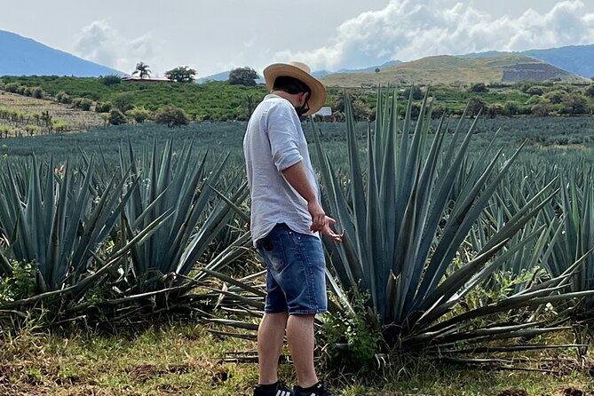 Tequila Jalisco Full Day Tour from Puerto Vallarta - Getting there: early pickup, air-conditioned comfort, and small-group pacing