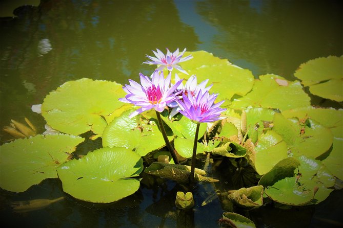 Vallarta Botanical Garden and Tequila Tasting from Puerto Vallarta - Comfort tips for a humid garden and a fun, sunny ranch day