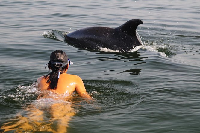 Watch and Swim with Dolphins in the Wild - Key Things I’d Prioritize on This Dolphin Tour
