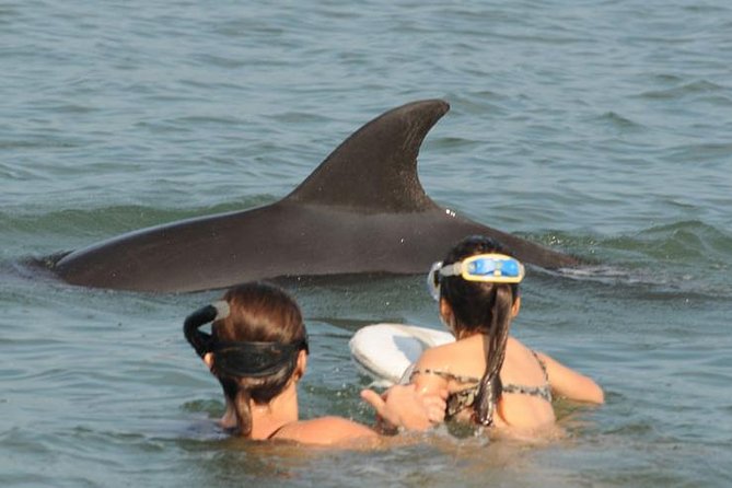 Watch and Swim with Dolphins in the Wild - Wild Dolphins and the Hydrophone: Why This Feels Different