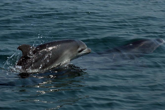 Watch and Swim with Dolphins in the Wild - How Dolphins Guide the Swim: What to Expect When You Get in