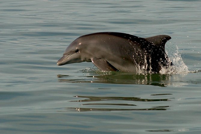 Watch and Swim with Dolphins in the Wild - Guide Energy and Crew Care: What Makes People Recommend It