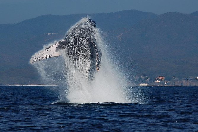 Whale and Dolphin Watching with a Biologist in Puerto Vallarta - Key things I’d circle before you book