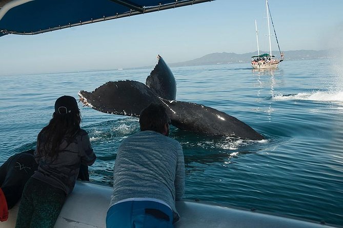 Whale and Dolphin Watching with a Biologist in Puerto Vallarta - Puerto Vallarta in winter, when humpbacks actually show up