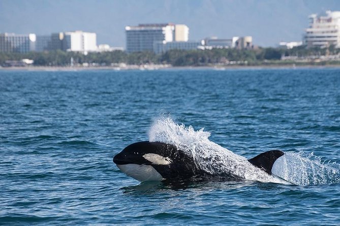 Whale and Dolphin Watching with a Biologist in Puerto Vallarta - Listening with a hydrophone, and why it’s more than a party trick