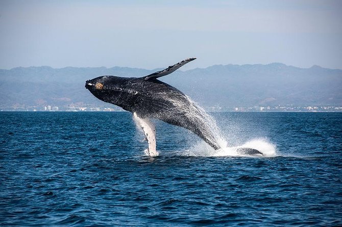Whale and Dolphin Watching with a Biologist in Puerto Vallarta - Citizen science participation, what you’re actually doing out there