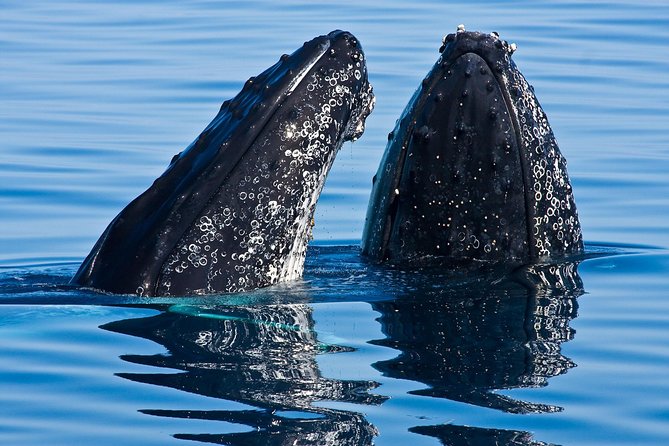 Whale & Dolphin Watching Cruise in Puerto Vallarta All Inclusive - Key things I’d circle before you go