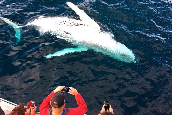 Whale & Dolphin Watching Cruise in Puerto Vallarta All Inclusive - The all-inclusive part, breakfast to open bar, and why it is good value