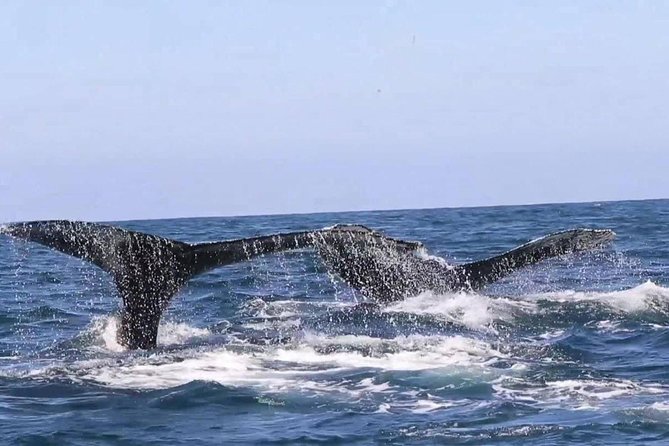 Whale & Dolphin Watching Cruise in Puerto Vallarta All Inclusive - Hydrophone and marine biologist time, the learning you actually use