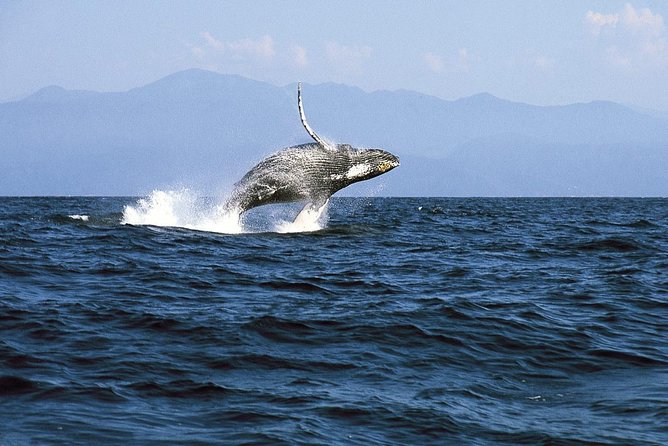 Whale & Dolphin Watching Cruise in Puerto Vallarta All Inclusive - Lunch croissant, chips and fruit, and how to handle the food quirks