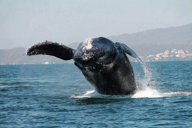 Whale & Dolphin Watching Cruise in Puerto Vallarta All Inclusive - Boat size, comfort, and motion sickness: the stuff that decides your day