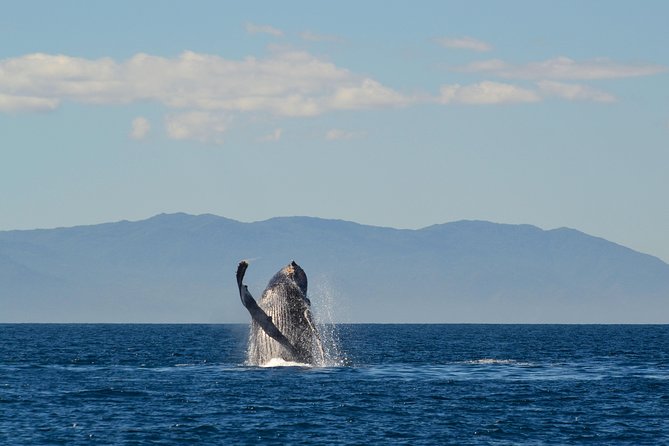 Whale & Dolphin Watching Cruise in Puerto Vallarta All Inclusive - Who this Puerto Vallarta cruise is best for