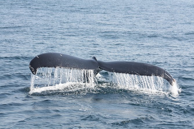 Whale Encounter Puerto Vallarta - Wildlife sightings beyond whales: dolphins, turtles, and seabirds