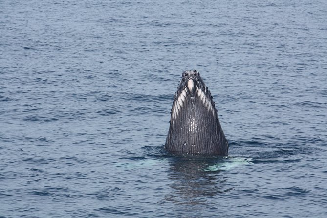 Whale Encounter Puerto Vallarta - Price and what $99 buys you, plus the $6 government fee