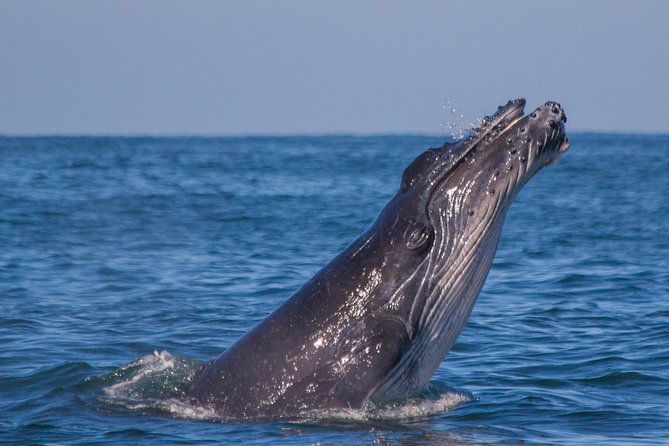 Whale Encounter Puerto Vallarta - Getting on the water fast: the small, shaded boat vibe