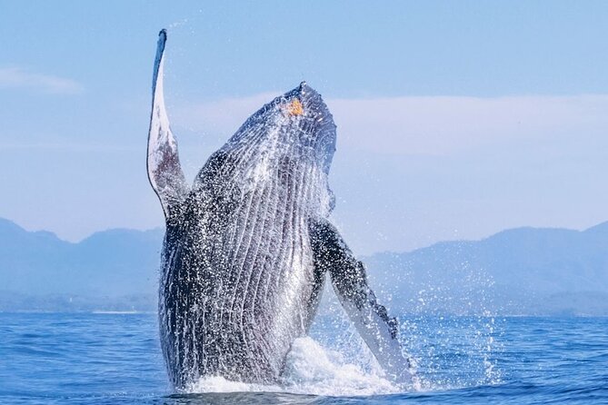 Whale watching - Key points before you go