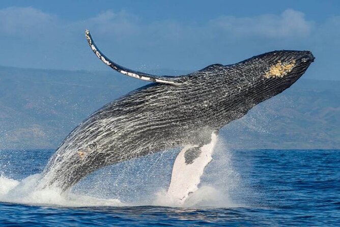 Whale watching - Humpback whales near Puerto Vallarta, and what you are really paying for