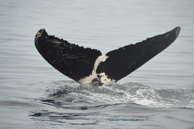 Whale watching 3 hours in Puerto Vallarta - 6 Key Things I’d Plan For Before You Go