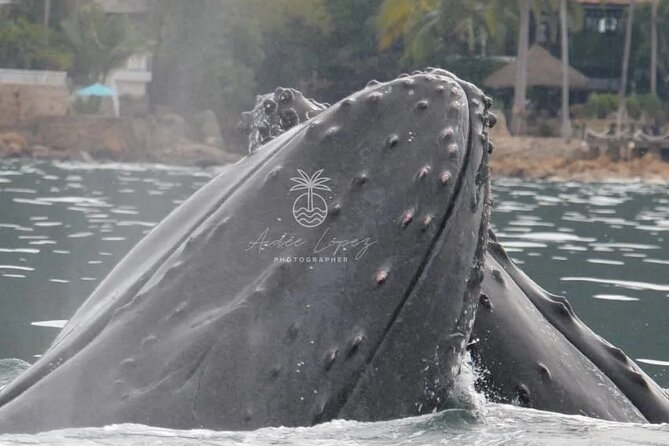 Whale watching 3 hours in Puerto Vallarta - How the “3 Hours” Works Out on the Water (and What Could Change)