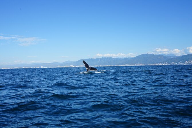 Whale watching 3 hours in Puerto Vallarta - Whale Guide and Captain Communication: English-On-Board Reality Check
