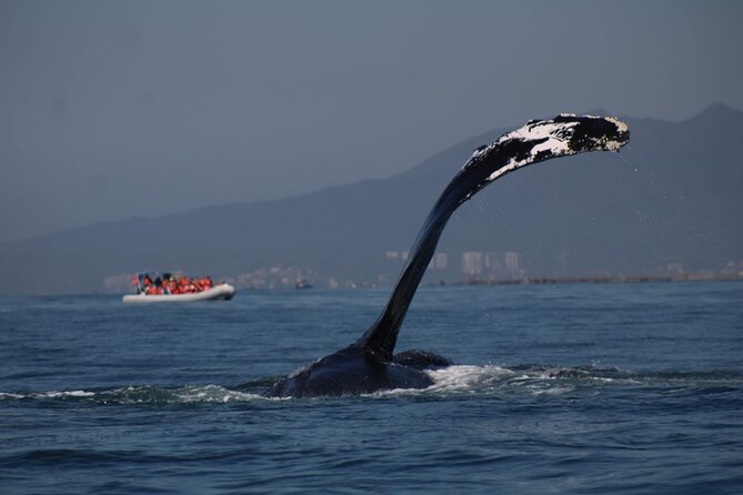 Whale watching 3 hours in Puerto Vallarta - Price and Value: The $48 Fare Plus the Port Tax in Pesos