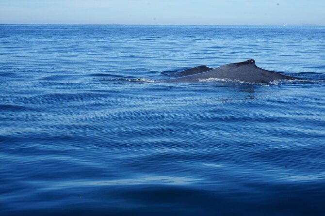 Whale watching 3 hours in Puerto Vallarta - Los Arcos Snorkeling: A Possible Bonus Stop If Conditions Allow