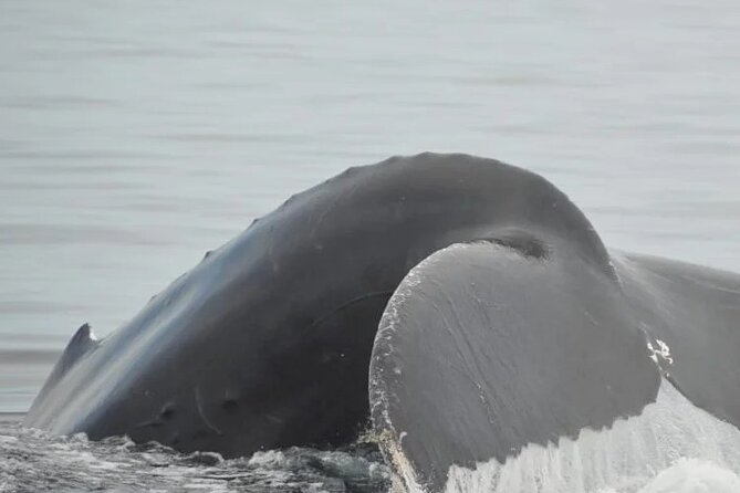 Whale watching 3 hours in Puerto Vallarta - Who This Tour Fits Best (and Who Should Rethink)