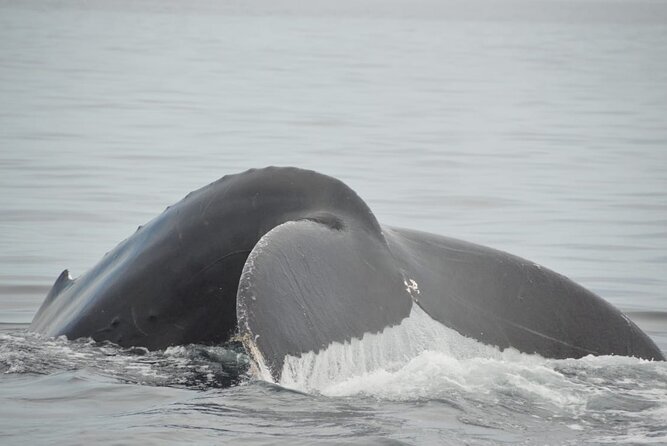 Whale watching 3 hours in Puerto Vallarta - What You’re Most Likely to See: Humpback Whale Moments