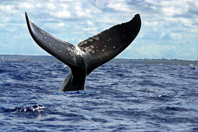 Whale Watching - From Marina de La Cruz docks to open water on Oceano 1