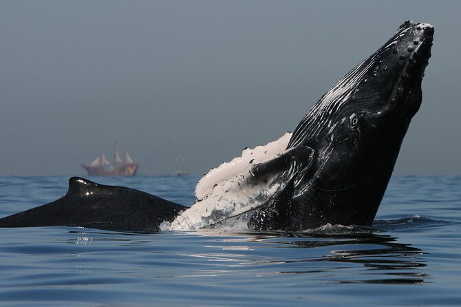 Whale Watching - Onboard comfort: bottled water, small groups, and time to ask questions
